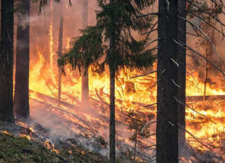 ICW Group's image of a wildfire.